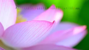2016年4月日历桌面壁纸_19