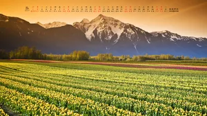 2015年8月日历桌面壁纸_9