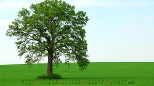 2015年7月日历桌面壁纸第3张