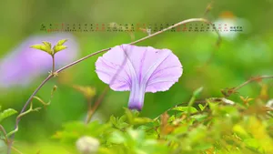 2015年5月日历桌面壁纸_20