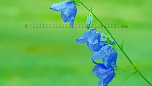 2015年2月日历桌面壁纸_20