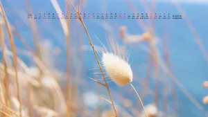2014年12月日历桌面壁纸_8