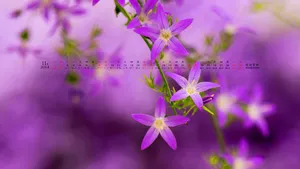 2014年11月日历桌面壁纸_19