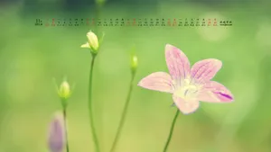 2014年11月日历桌面壁纸_20