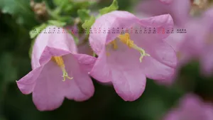 2014年9月日历桌面壁纸_18