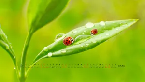2014年9月日历桌面壁纸_20