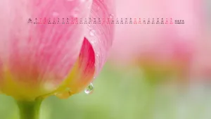 2014年8月日历桌面壁纸_18