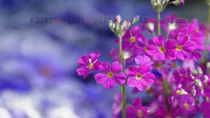 2014年7月日历桌面壁纸_10