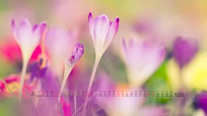 2014年7月日历桌面壁纸_12