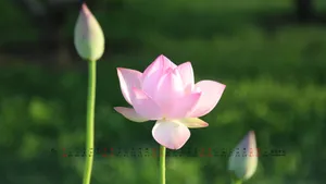 2014年6月日历桌面壁纸_18