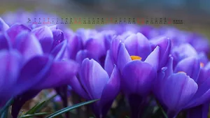 2014年5月日历桌面壁纸_19
