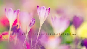 2014年5月日历桌面壁纸_20