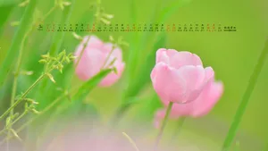 2014年3月日历桌面壁纸_15