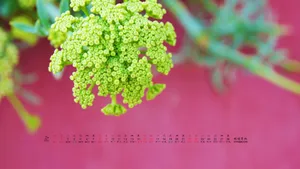 2014年2月日历桌面壁纸_20