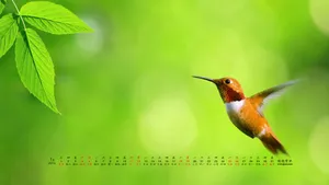 2014年1月日历桌面壁纸_15