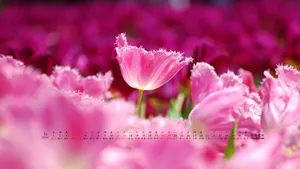 2014年1月日历桌面壁纸_18