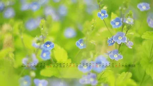 2013年12月日历桌面壁纸_19