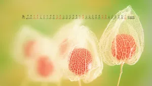 2013年8月日历桌面壁纸_20