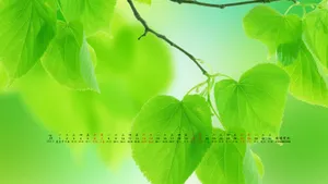 2013年7月日历桌面壁纸_20