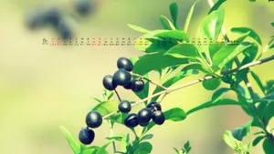2013年6月日历桌面壁纸_20