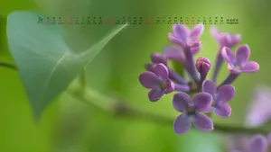 2013年5月日历桌面壁纸_19