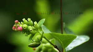 2013年5月日历桌面壁纸_20