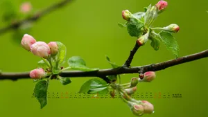 2013年4月日历桌面壁纸_16