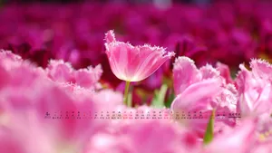 2013年4月日历桌面壁纸_18