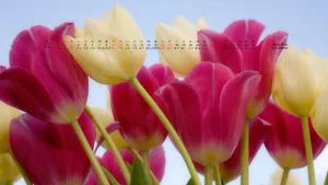 2013年3月日历桌面壁纸_17