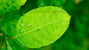 2013年1月日历桌面壁纸_18