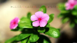 2012年10月日历桌面壁纸_15
