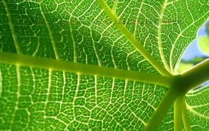 2012年9月日历壁纸_17