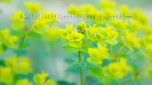 2012年8月日历桌面壁纸（娟娟壁纸）_17