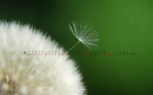2012年8月日历桌面壁纸_14