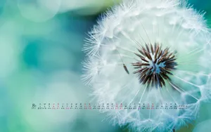 2012年8月日历壁纸_10