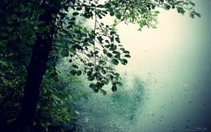 非常唯美的壁纸-夏天的雨_2