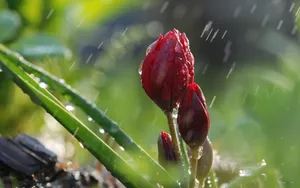 非常唯美的壁纸-夏天的雨_6