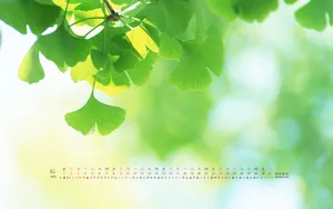 2012年6月日历壁纸_18