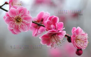 2012年6月日历壁纸_19