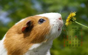 2012年3月日历壁纸_10