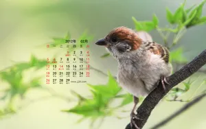2012年2月日历壁纸_18