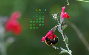 2011年11月日历壁纸_8