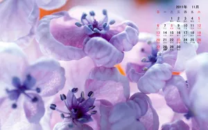 2011年11月日历壁纸_13