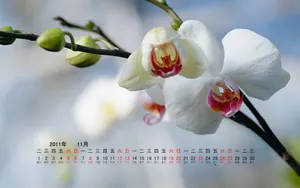 2011年11月日历壁纸_14