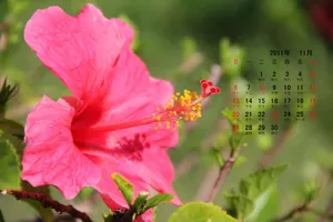 2011年11月日历壁纸_17