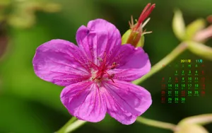 2011年11月日历壁纸_18