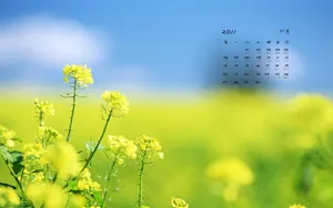2011年11月日历桌面壁纸_4