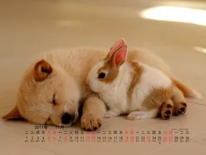 2011年11月日历壁纸_16