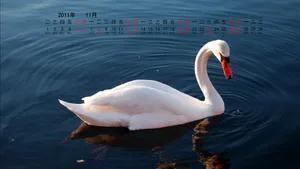 2011年11月日历壁纸_17