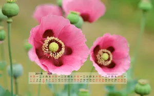 2011年10月日历壁纸_14